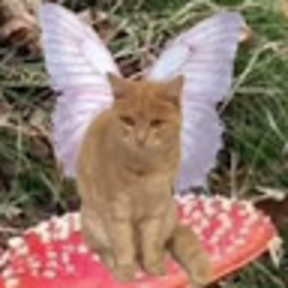 Meet your Posher, Bunny